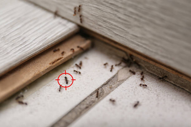 Flea Control Services in Stedman, NC